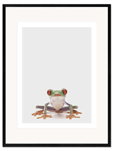 Framed art print Red-eyed Tree Frog