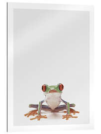 Gallery Print Rotaugenlaubfrosch