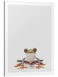 Magnettafel Rotaugenlaubfrosch