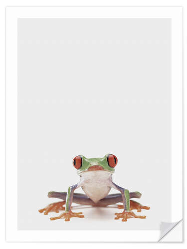 Wall sticker Red-eyed Tree Frog