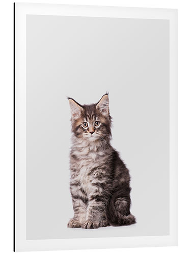 Aluminium print Adorable Kitten