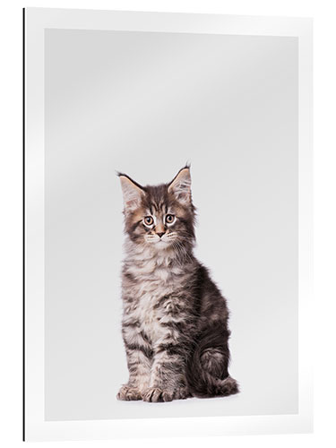 Gallery print Adorable Kitten