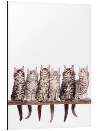 Aluminium print Maine Coon Kitten