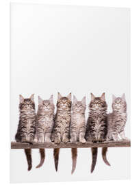 Stampa su PVC Maine Coon Kitten