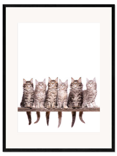Framed art print Maine Coon Kitten