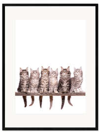 Impresión de arte enmarcada Maine Coon Kitten