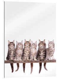 Gallery print Maine Coon Kitten