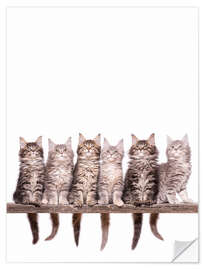 Selvklebende plakat Maine Coon Kitten