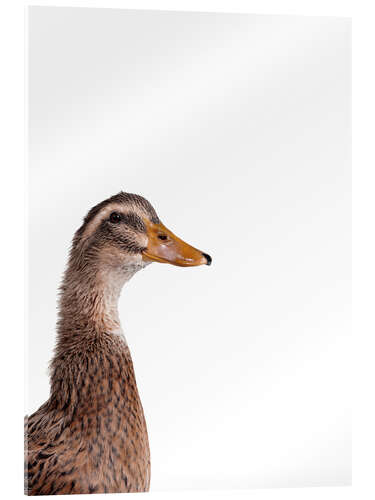 Acrylic print Brown Duck II