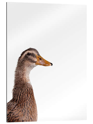 Gallery print Brown Duck II