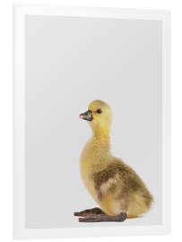 Foam board print Pretty Duckling