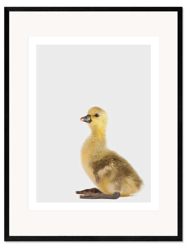 Ingelijste kunstdruk Pretty Duckling