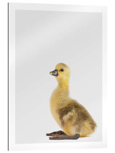 Gallery print Pretty Duckling