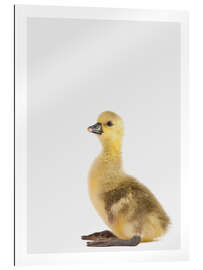 Gallery print Pretty Duckling