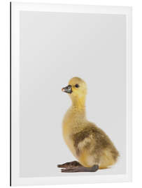 Magnettafel Hübsches Entlein