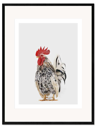 Framed art print Rooster II