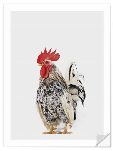 Wall sticker Rooster II