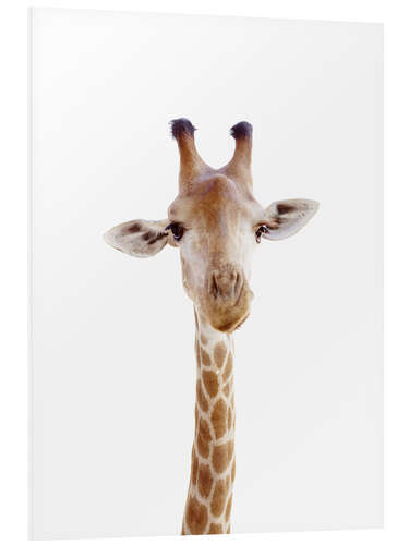 Foam board print Curious Giraffe