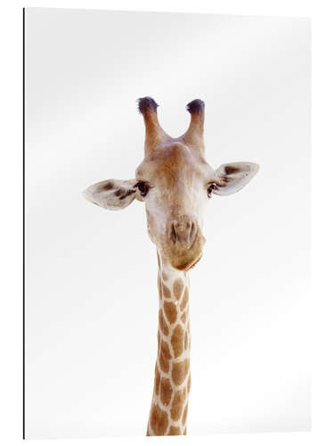 Gallery print Curious Giraffe