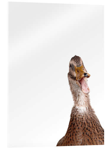 Akrylbillede Brown Duck I