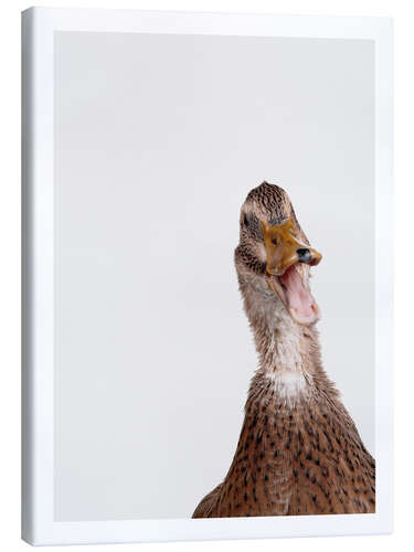 Canvas print Happy Duck