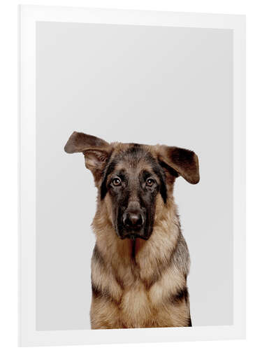 Foam board print German Shepherd