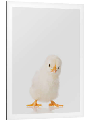 Tableau en aluminium Fluffy Chick