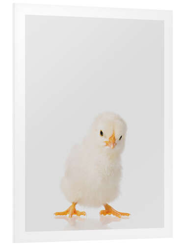 Foam board print Fluffy Chick