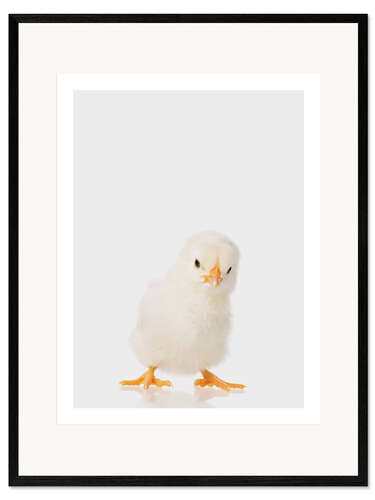 Framed art print Fluffy Chick