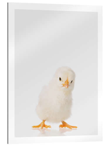 Gallery print Fluffy Chick