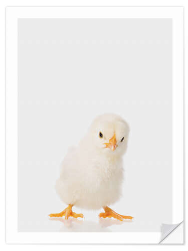 Wall sticker Fluffy Chick