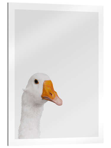 Tableau en plexi-alu Skeptical Goose