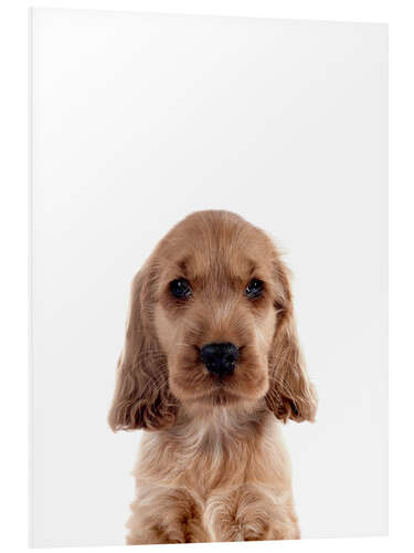 Foam board print Cute Cocker Spaniel