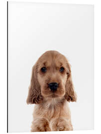 Magnettafel Süßer Cocker Spaniel