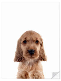 Wall sticker Cute Cocker Spaniel