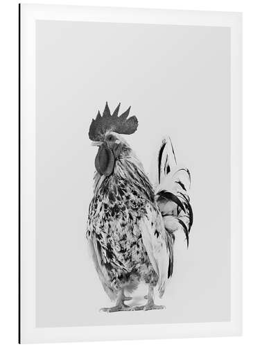 Aluminium print Fancy Rooster II