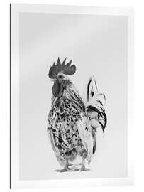 Stampa su plexi-alluminio Fancy Rooster II