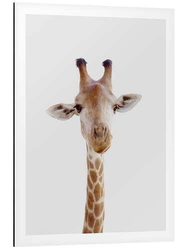 Aluminium print Funny Giraffe