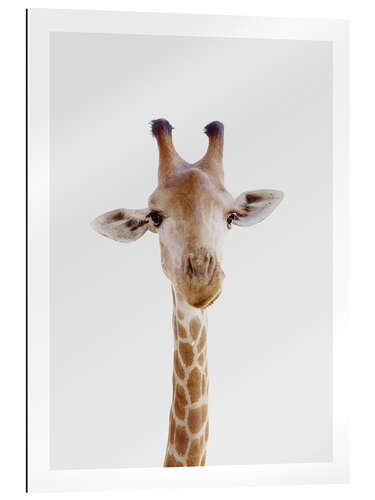 Gallery Print Lustige Giraffe