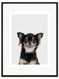 Gerahmter Kunstdruck Lustiger Chihuahua