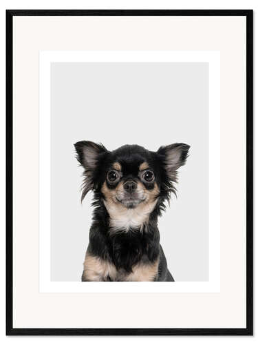 Stampa artistica con cornice Funny Chihuahua