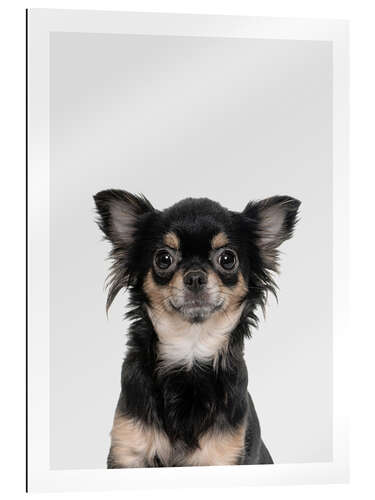 Gallery print Funny Chihuahua