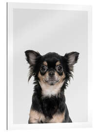 Gallery print Funny Chihuahua