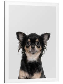 Magnettafel Lustiger Chihuahua