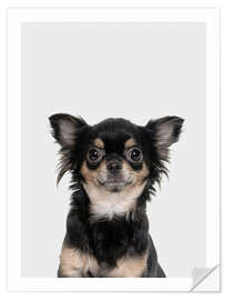 Wall sticker Funny Chihuahua - Animal Kids Collection