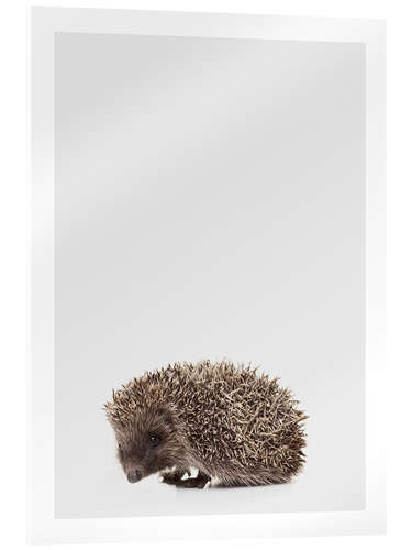 Acrylic print Hedgehog II