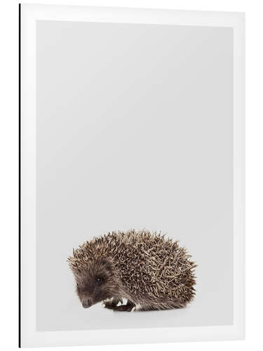 Aluminium print Hedgehog II