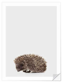 Wall sticker Hedgehog II