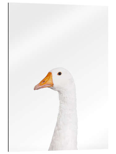 Gallery print White Goose III