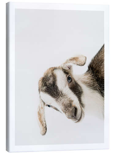 Tableau sur toile Friendly Goat